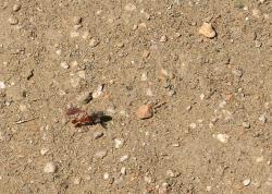 Ant pulling prey